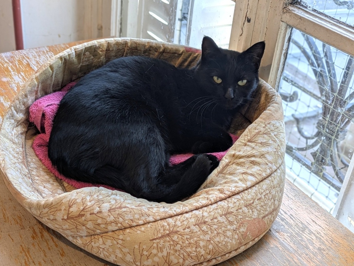 Adoption Thea