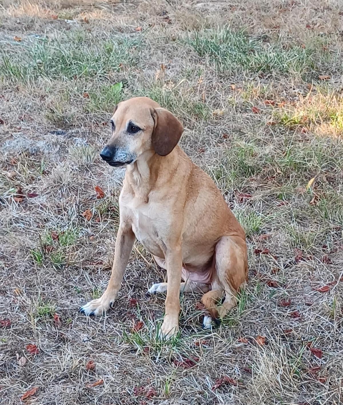 Adoption Andgie