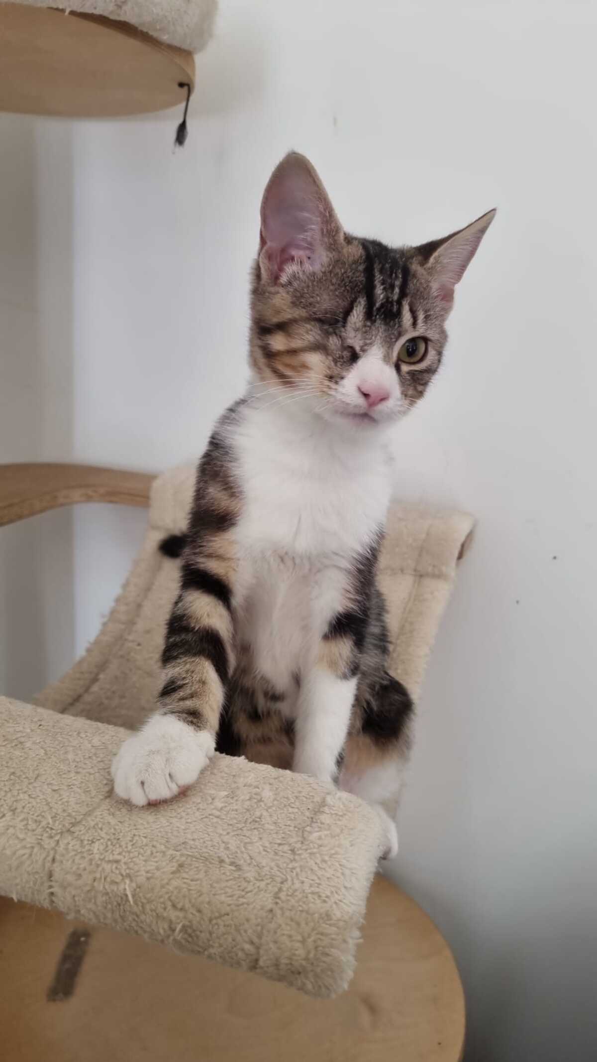 Adoption Barnabé 