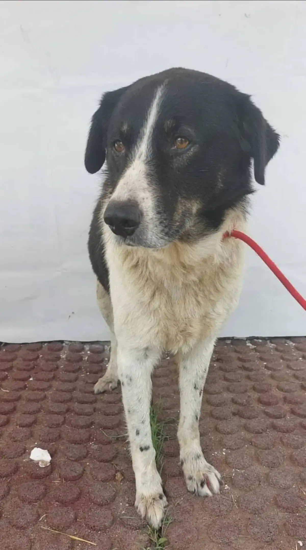 Adoption Ramsès