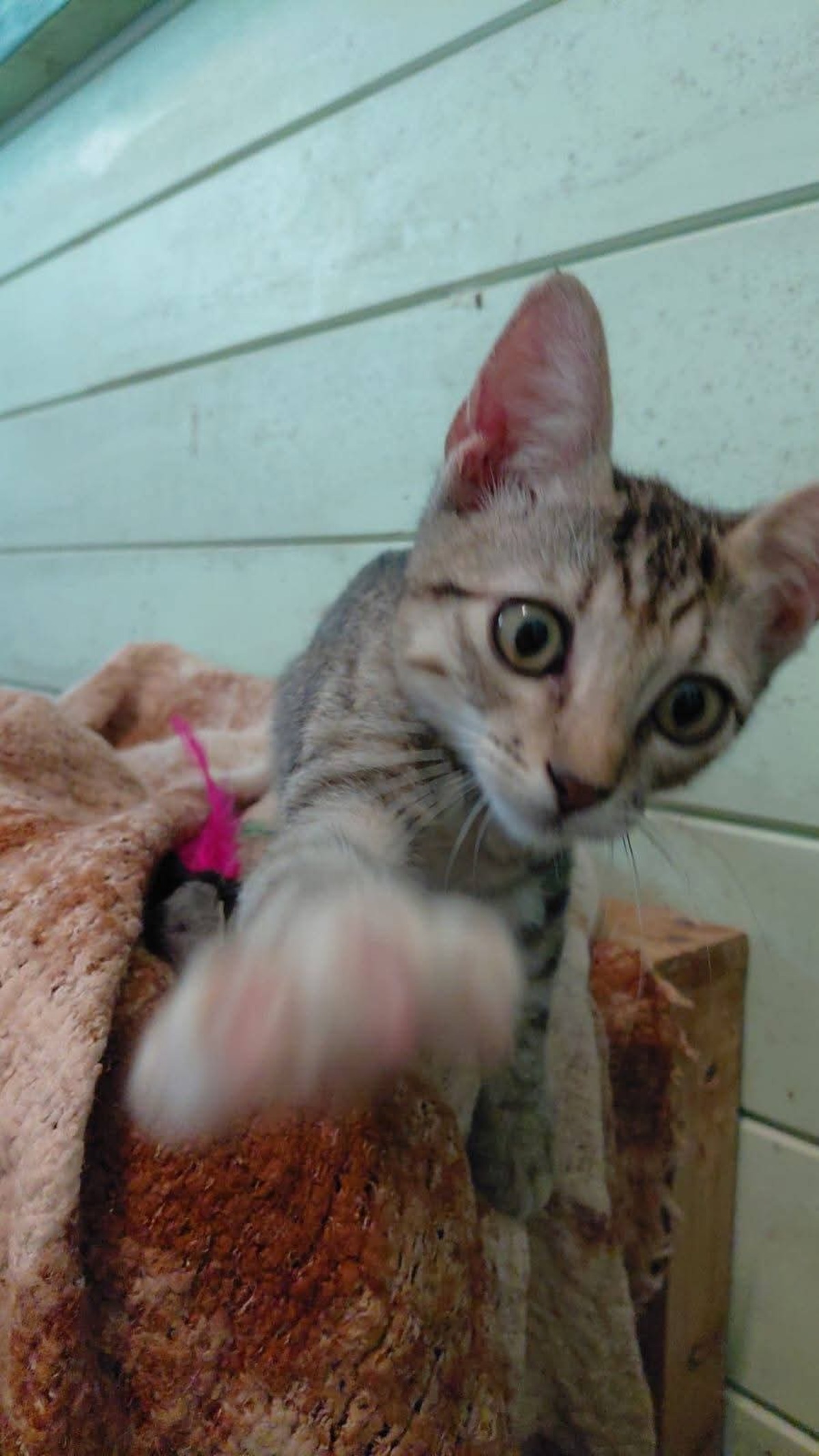 Adoption Piokie