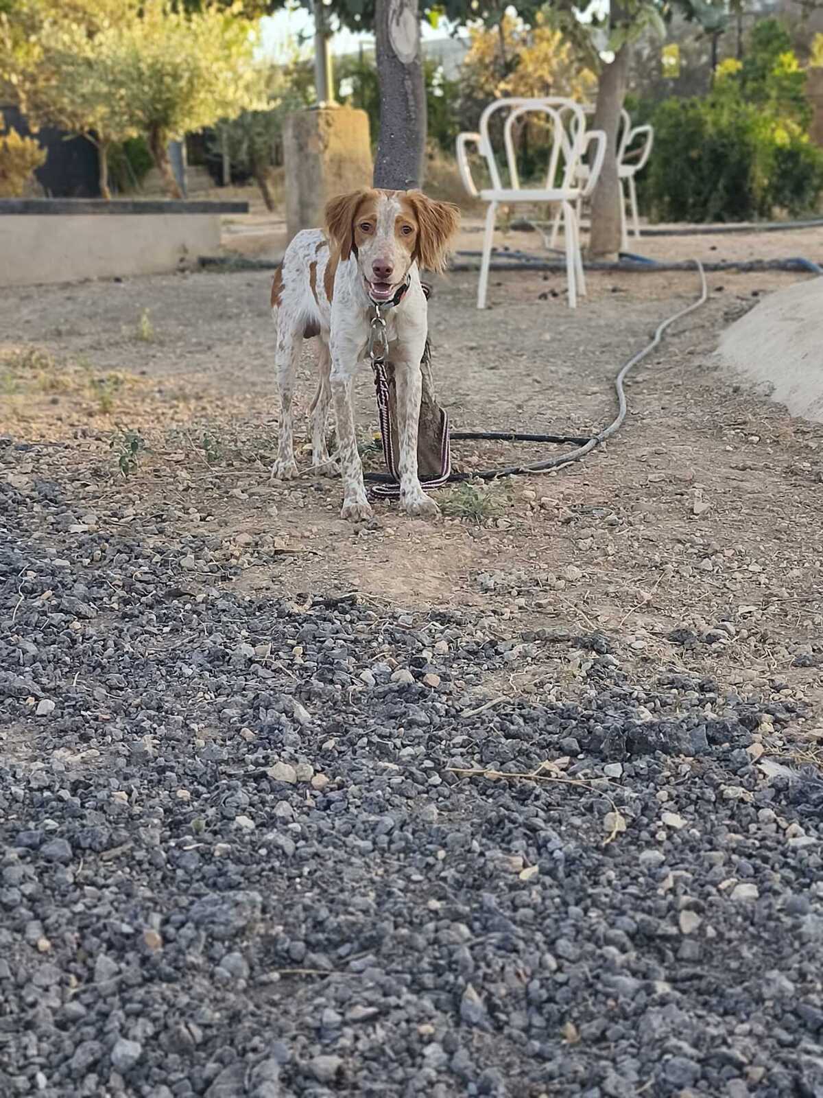 Adoption Scooby