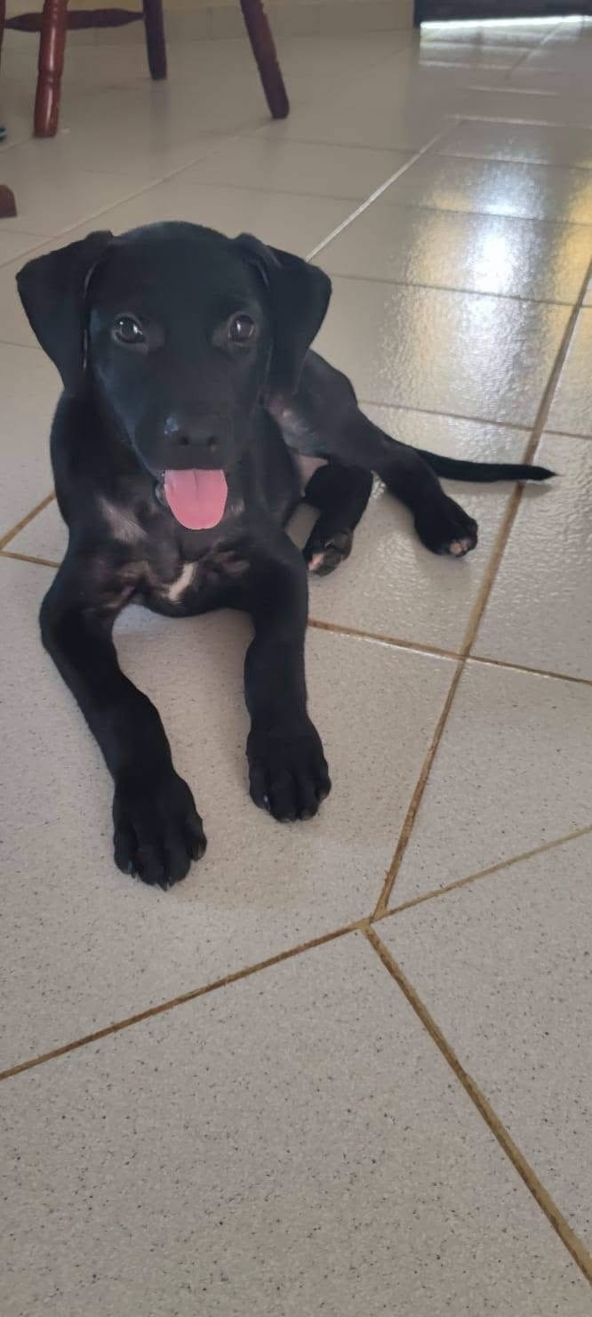 Adoption Baila
