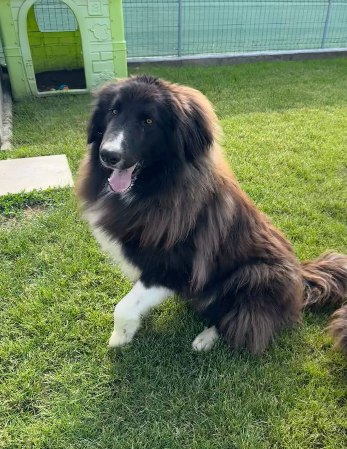 Adoption Shaggy