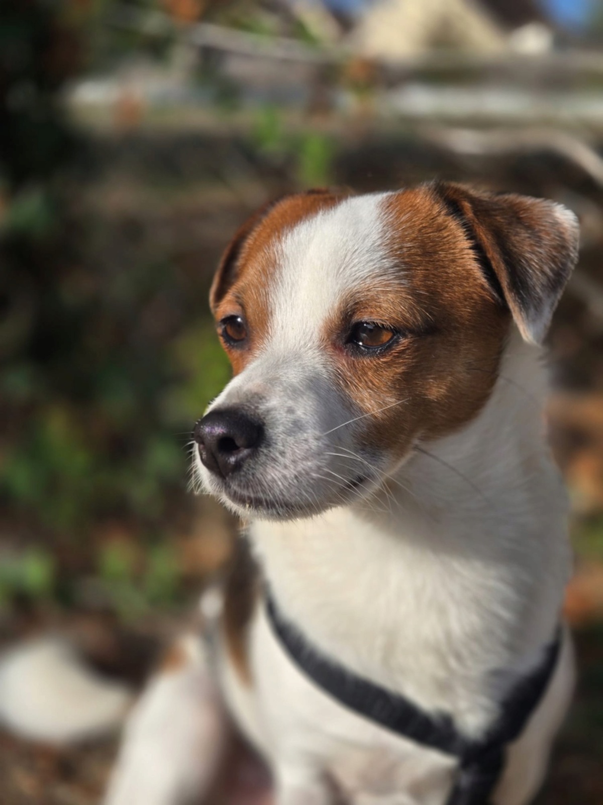 Adoption Modzi