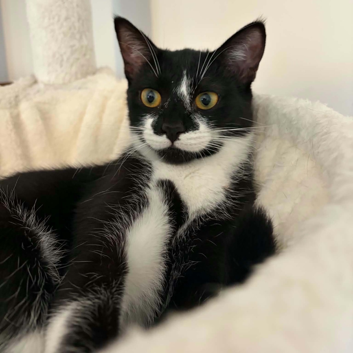 Adoption Xena