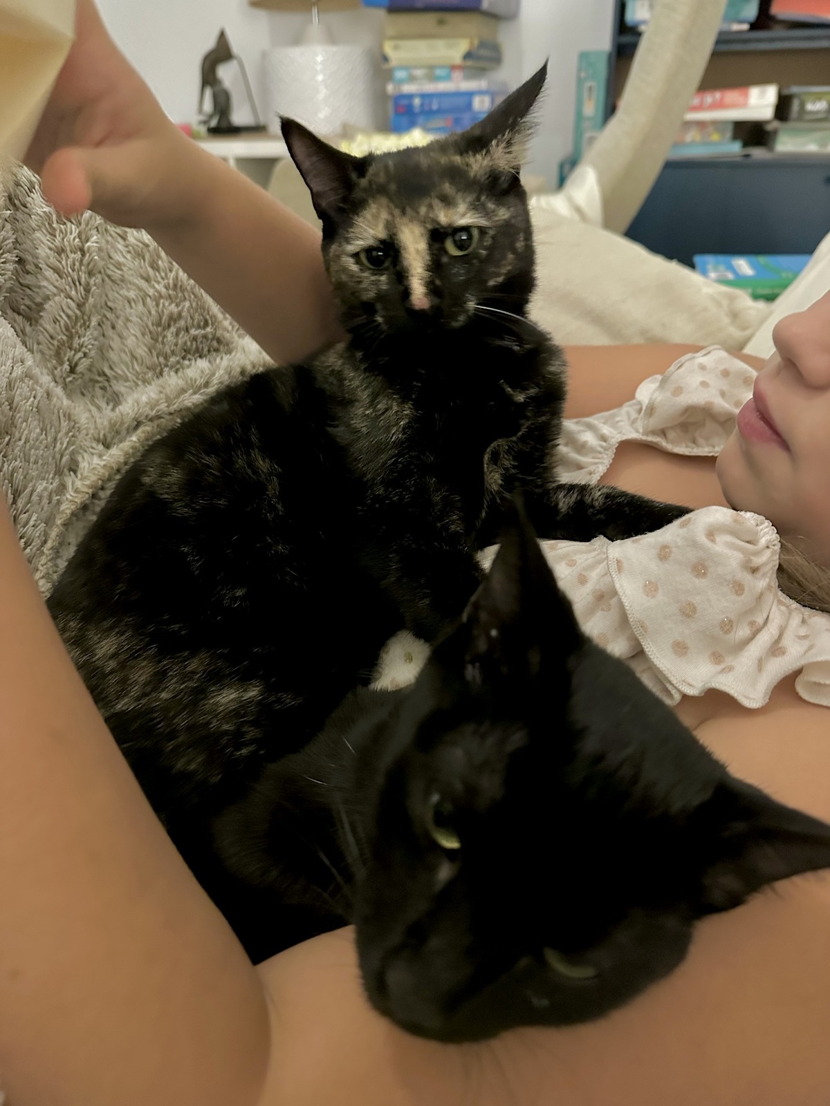 Adoption Jasmin et Marguerite