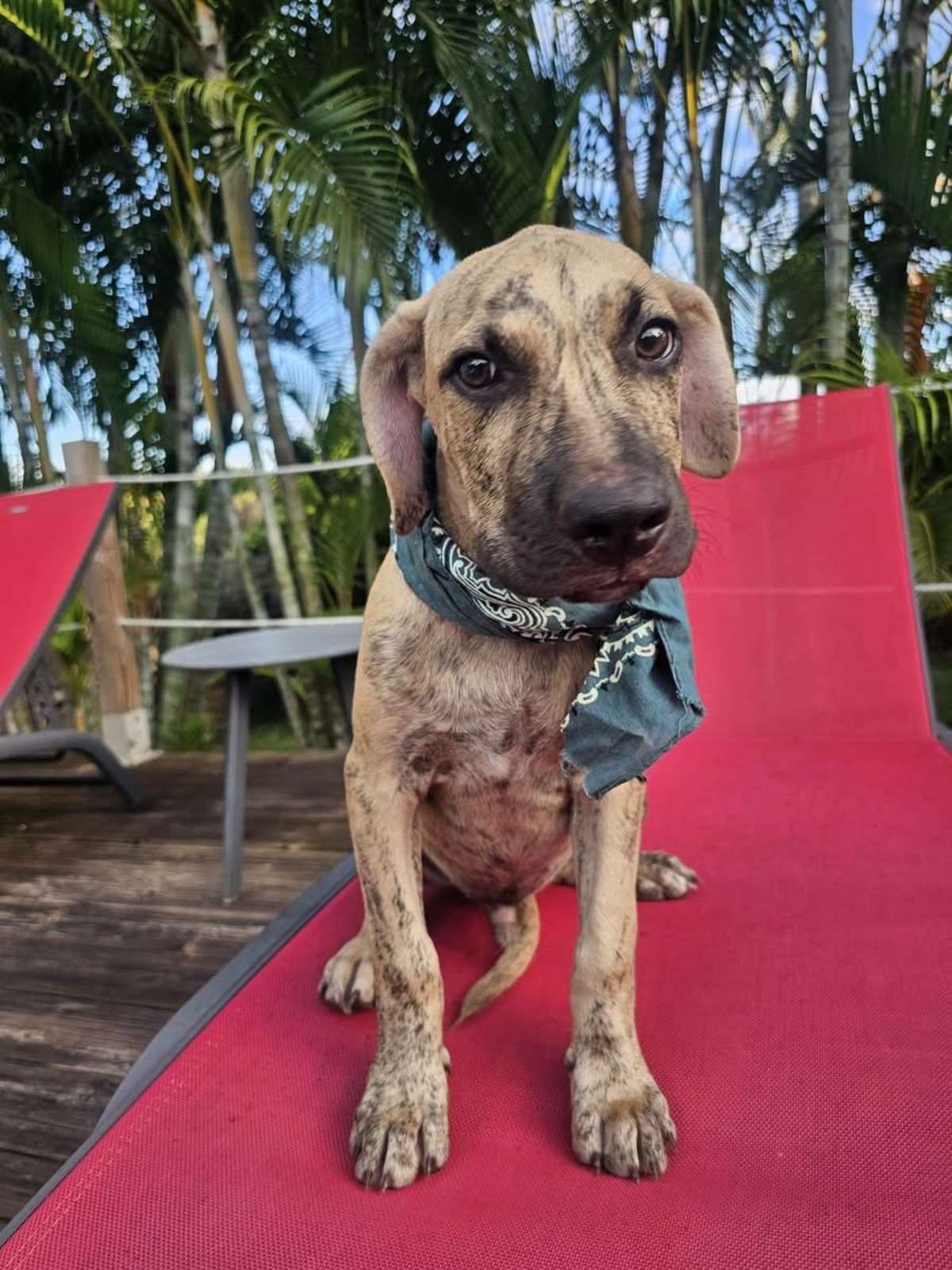 Adoption Fenzo