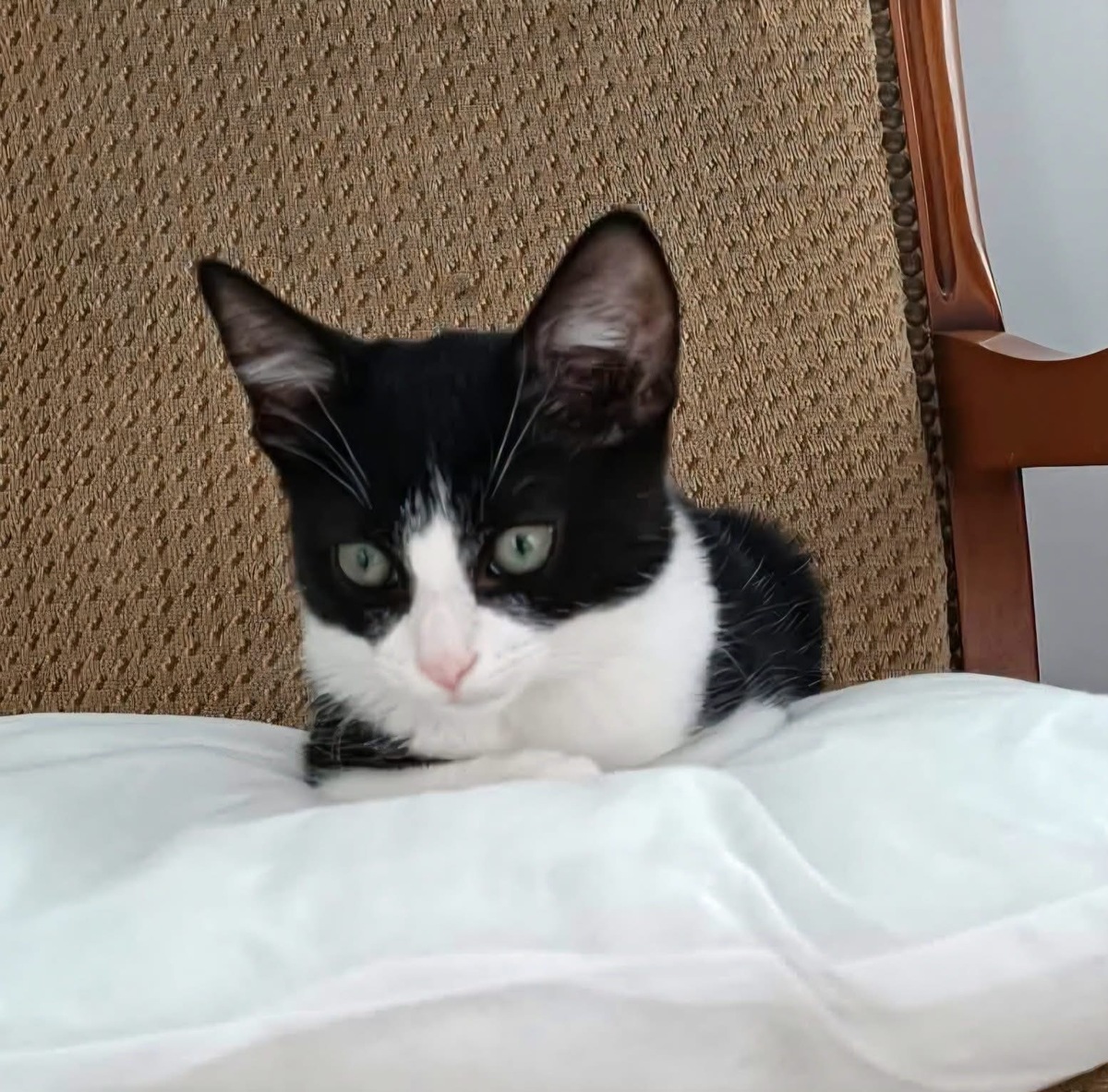 Adoption Koxinell