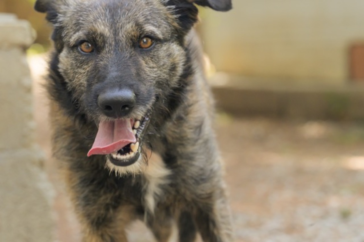 Adoption BOBBY