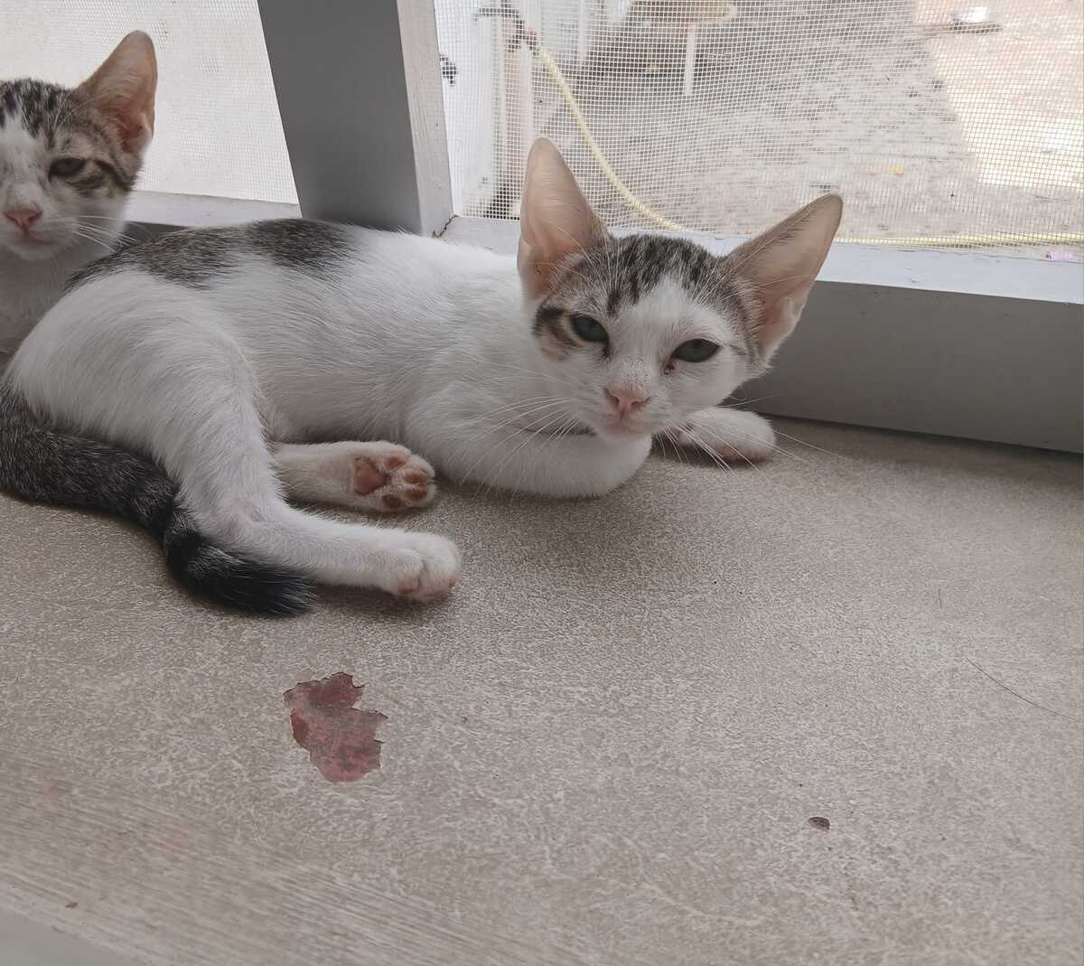 Adoption EFFY
