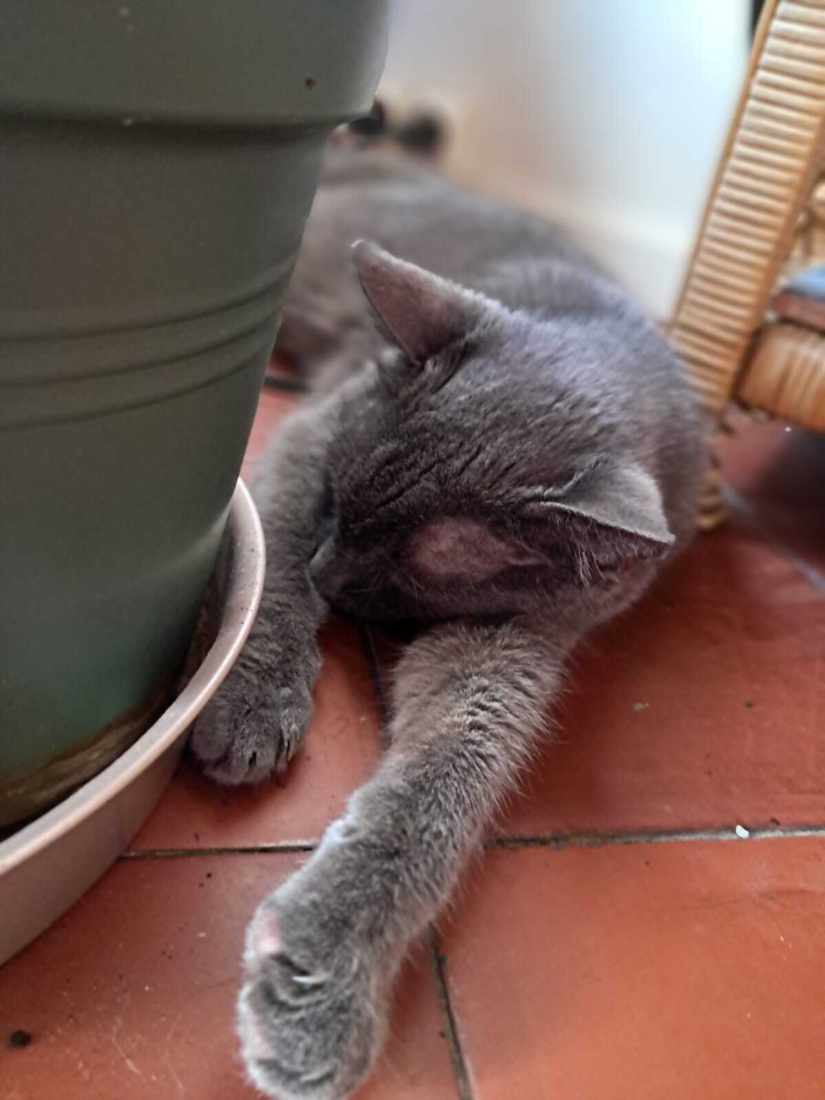 Adoption Grisou