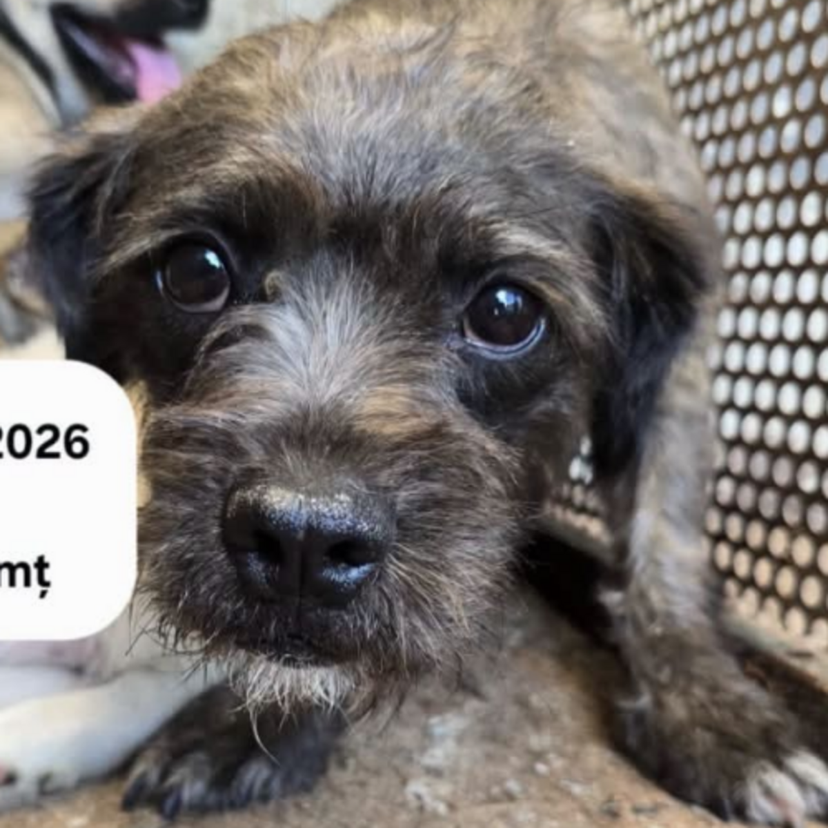 Adoption Grey