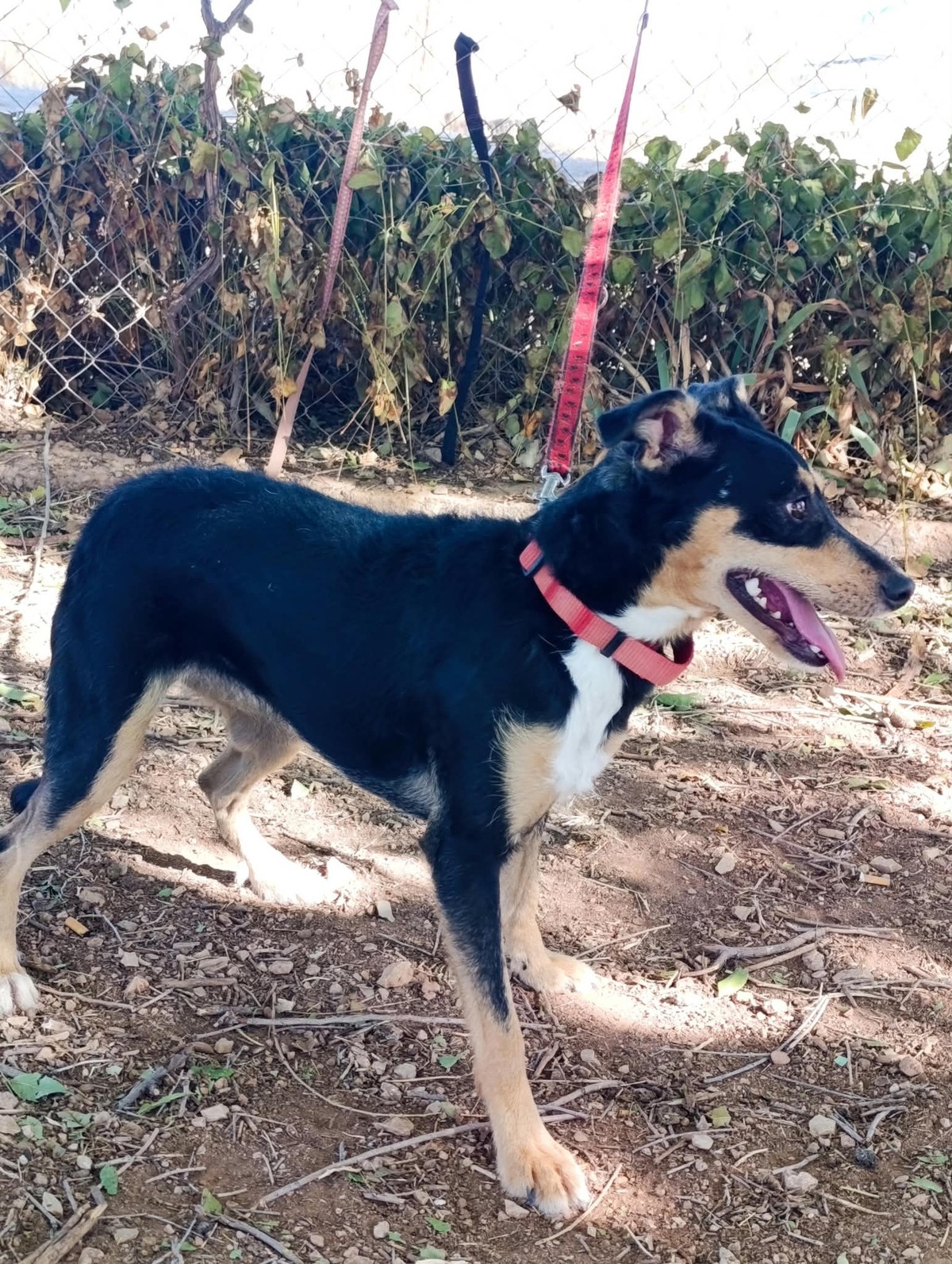 Adoption Estrella
