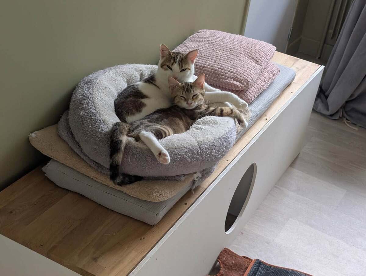 Adoption Hopper