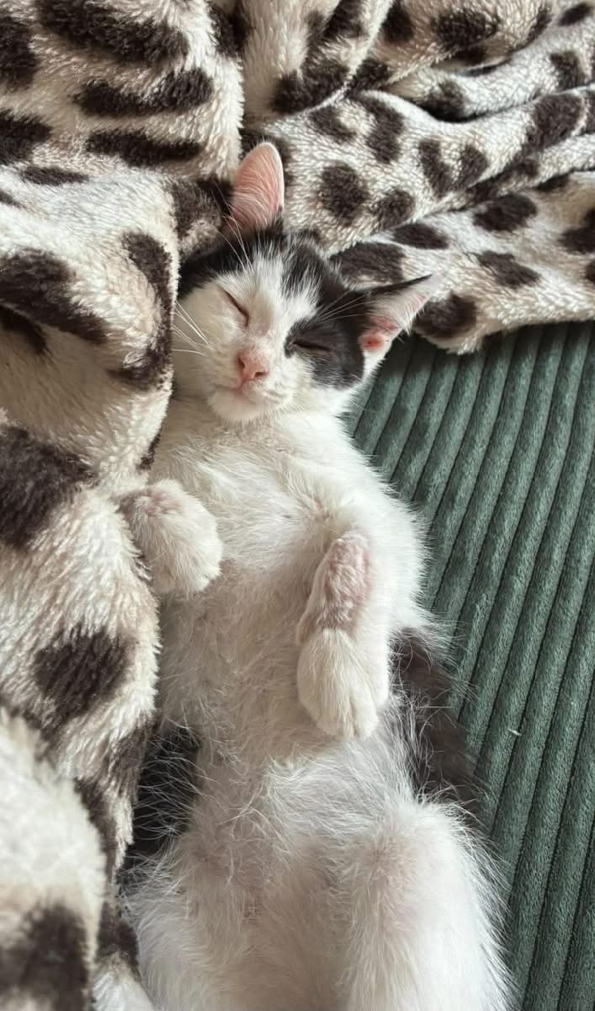 Adoption Crapu 