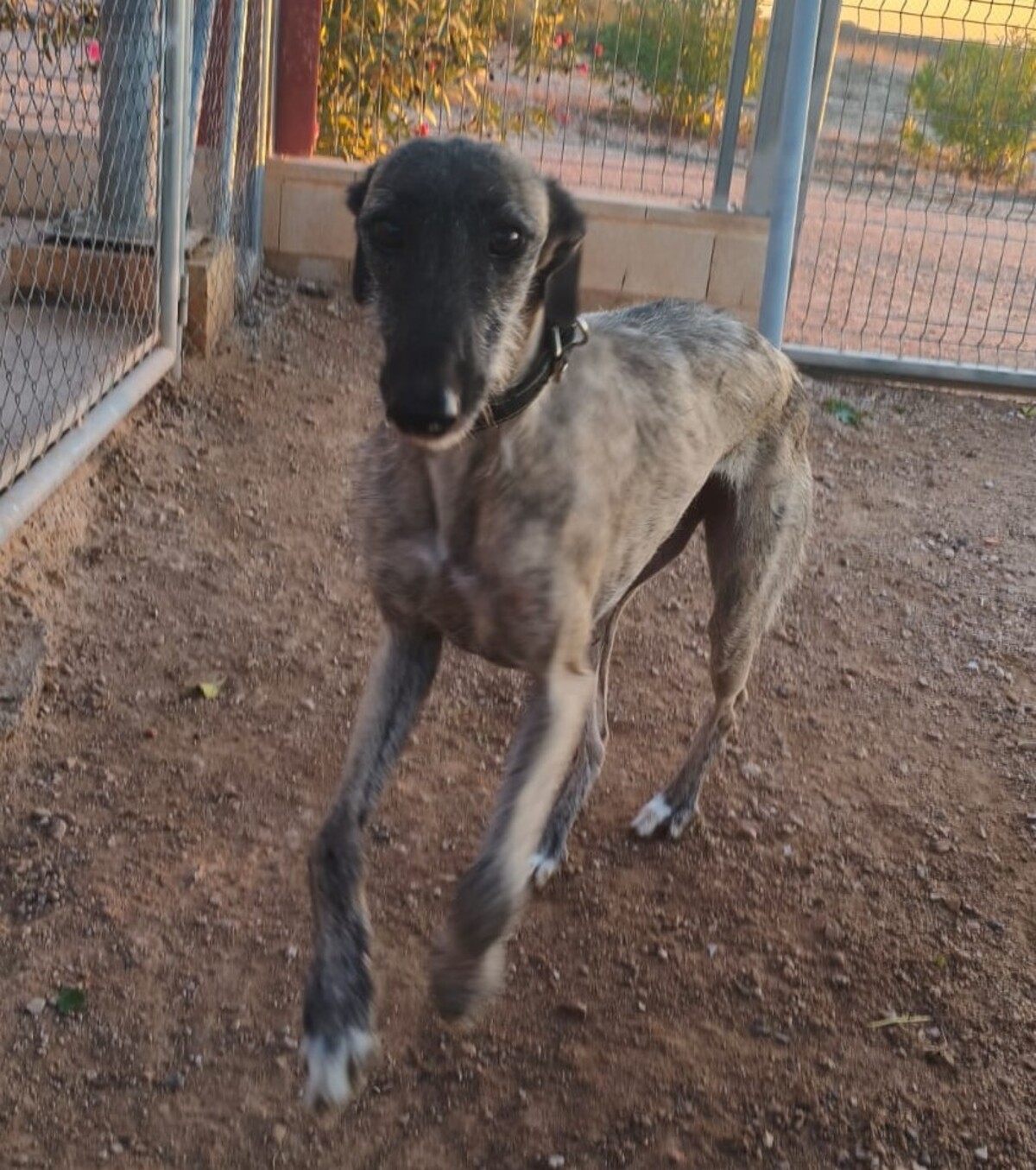 Adoption Fanny