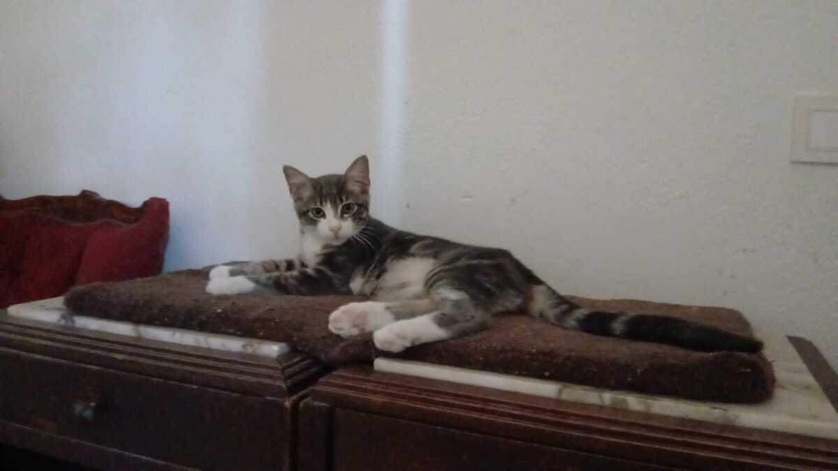 Adoption BONNIE et CLYDE