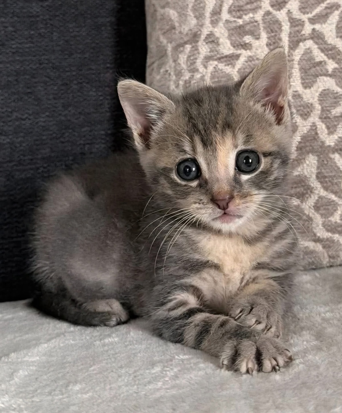 Adoption Melodix 