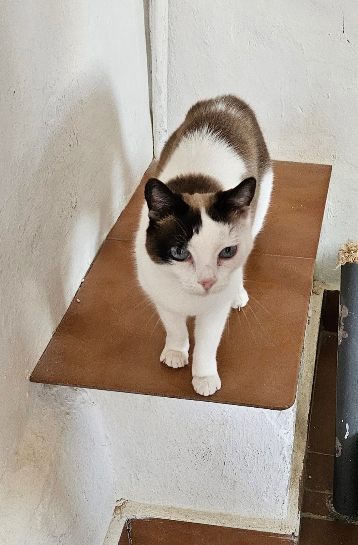 Adoption Fendi
