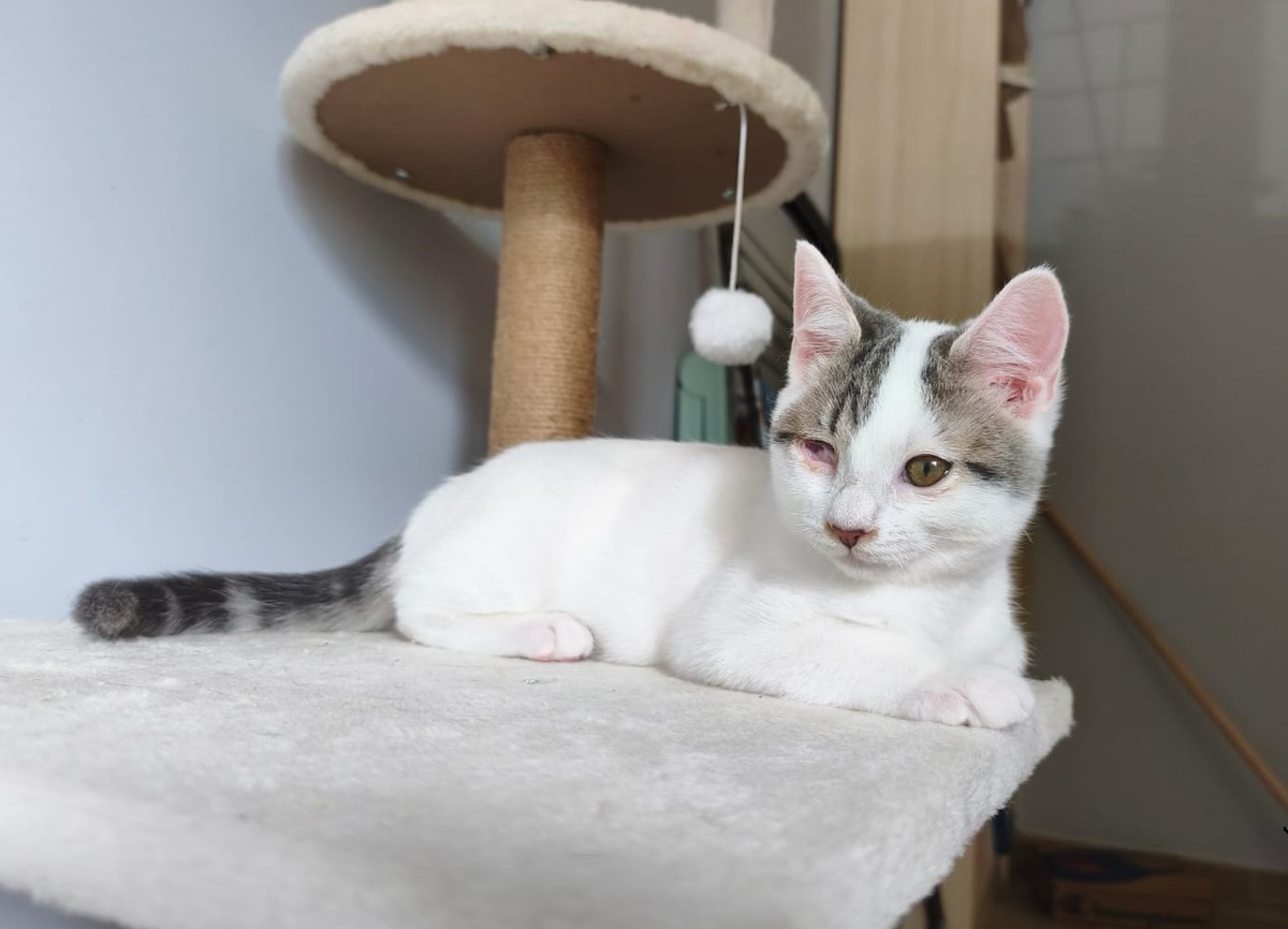 Adoption Paolo