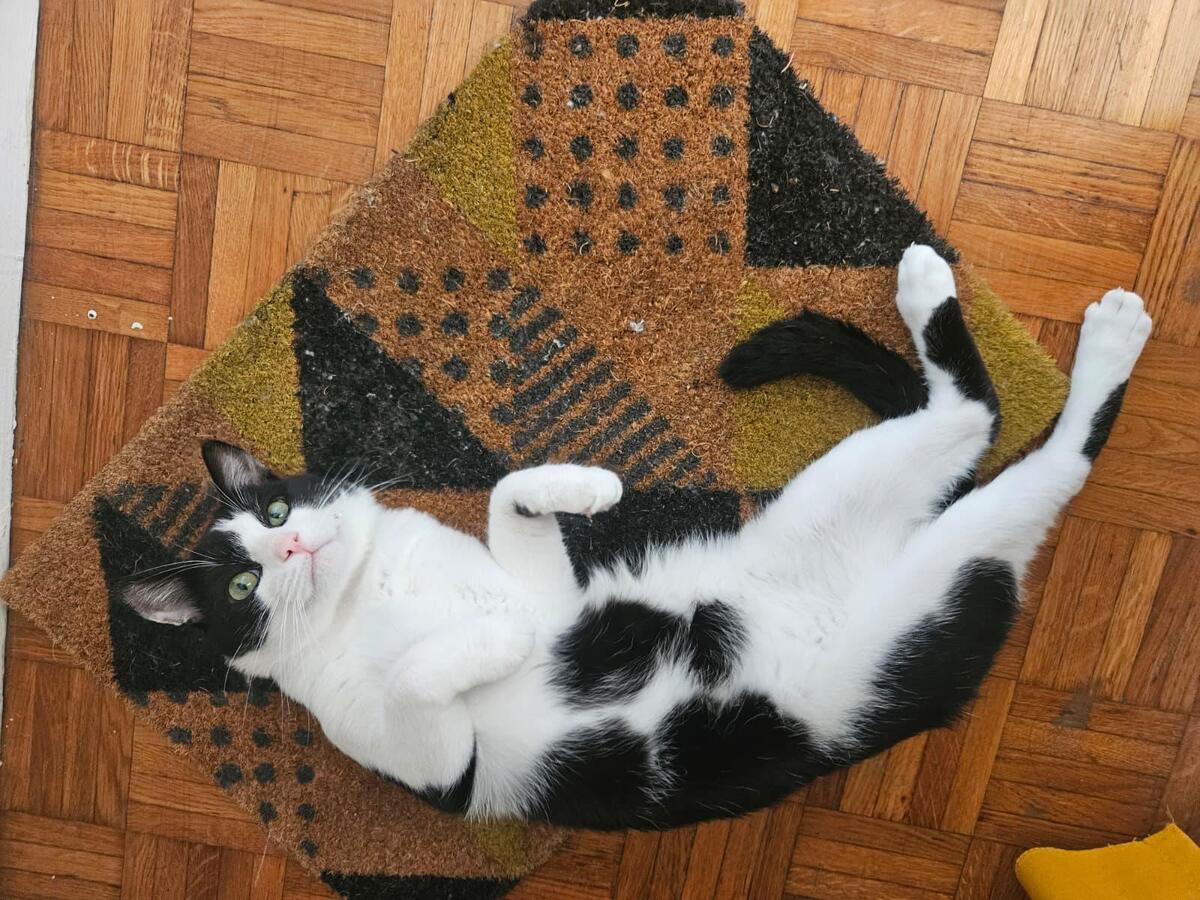 Adoption Comete