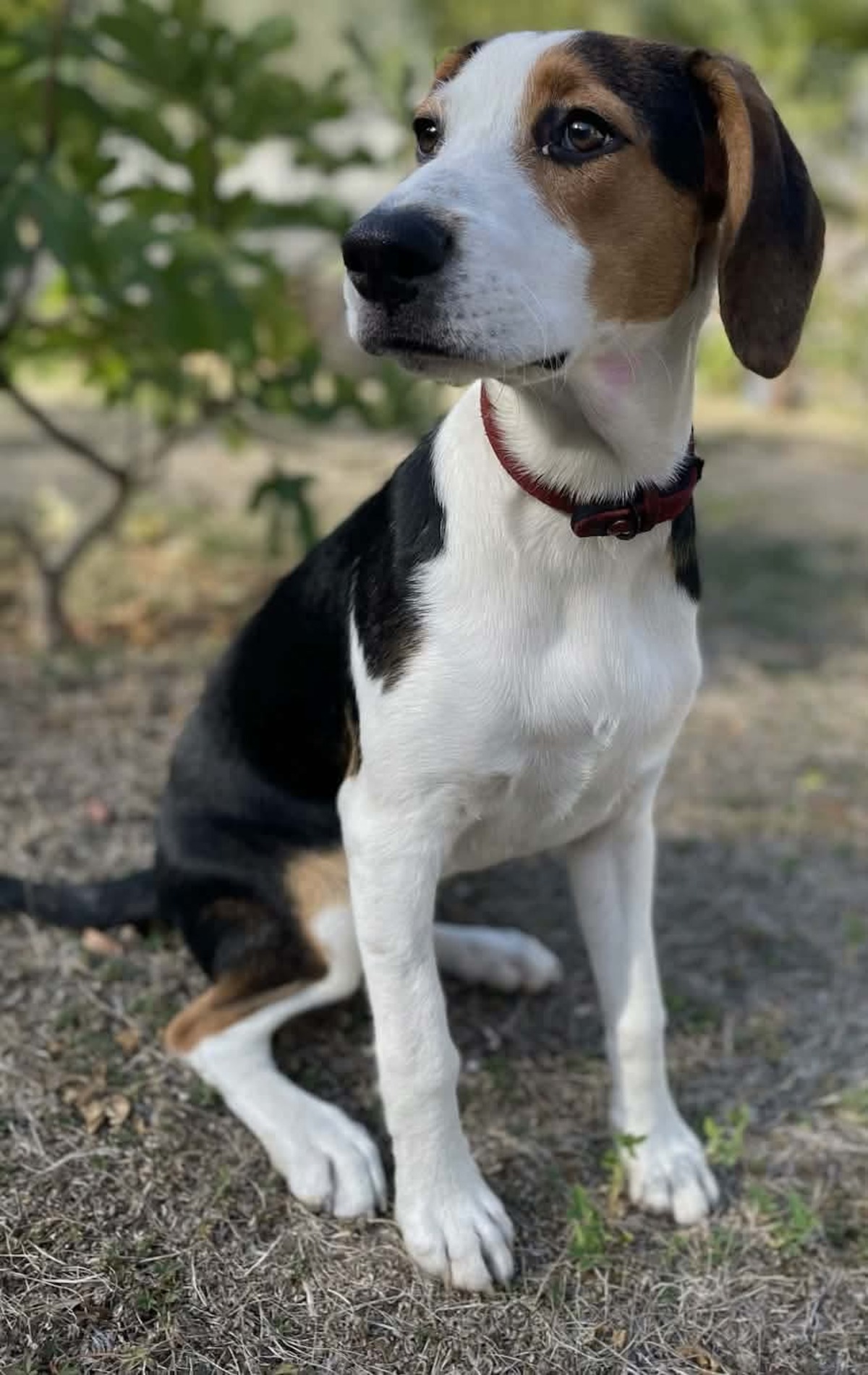 Adoption Zoe