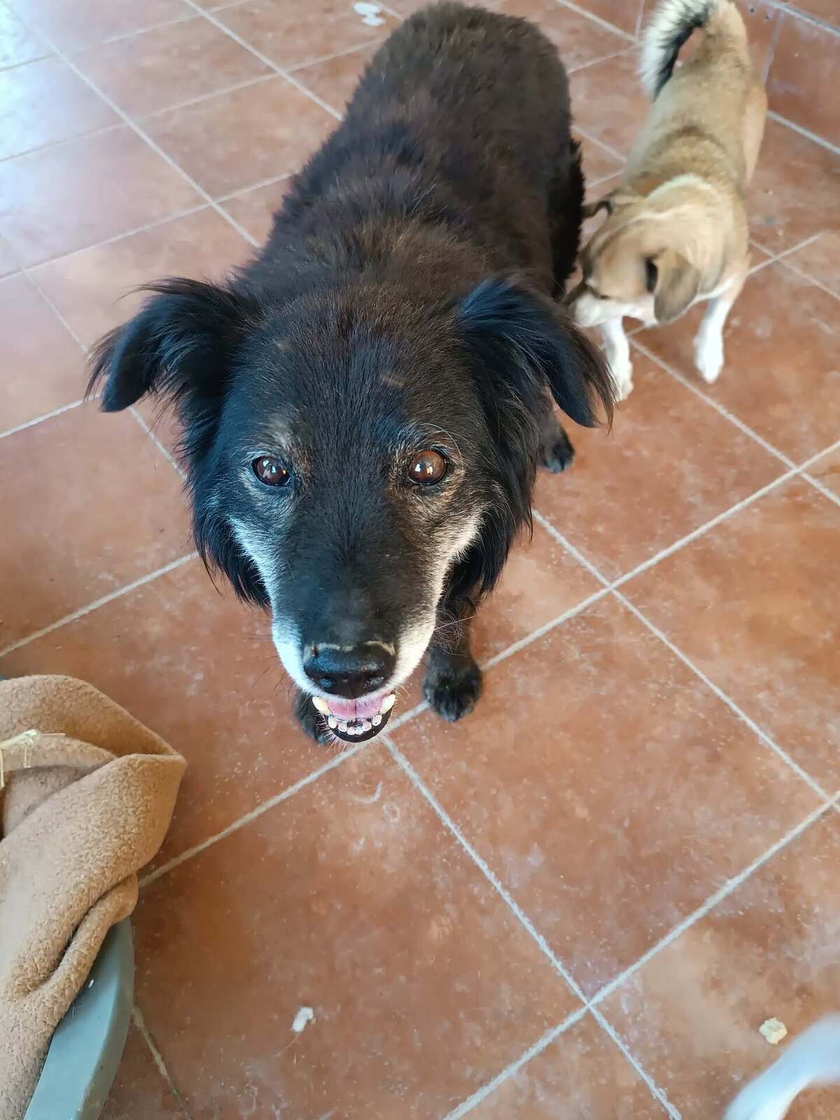 Adoption Manolo 