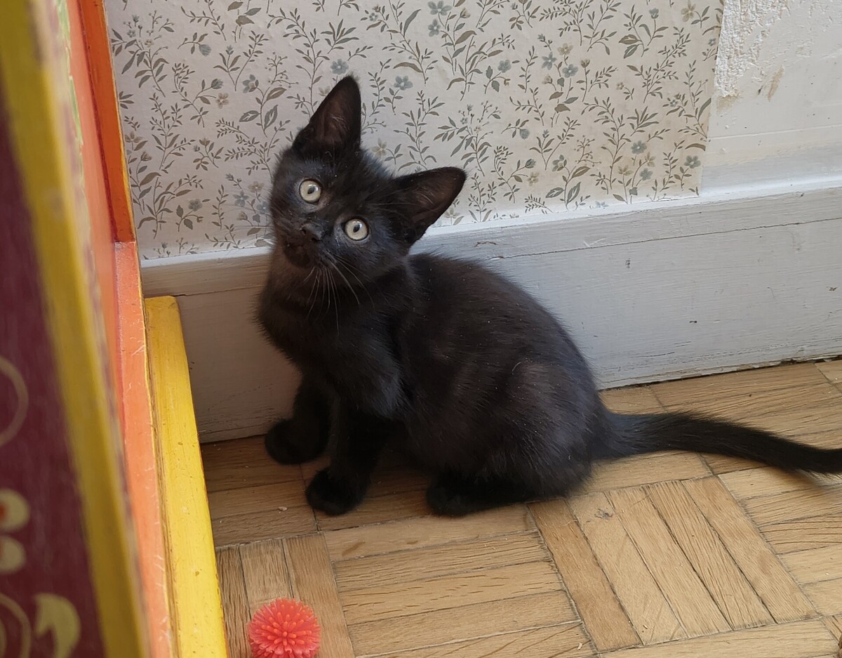 Adoption Elie