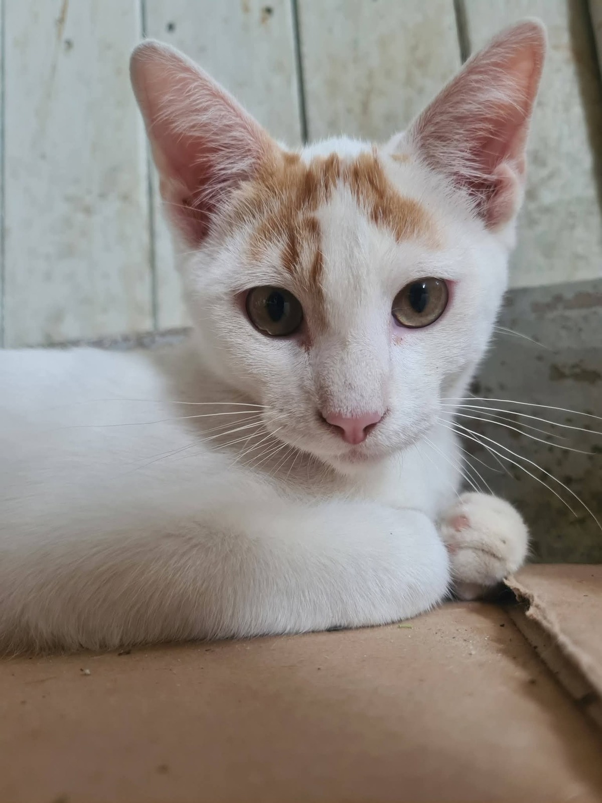 Adoption Bitcoin 