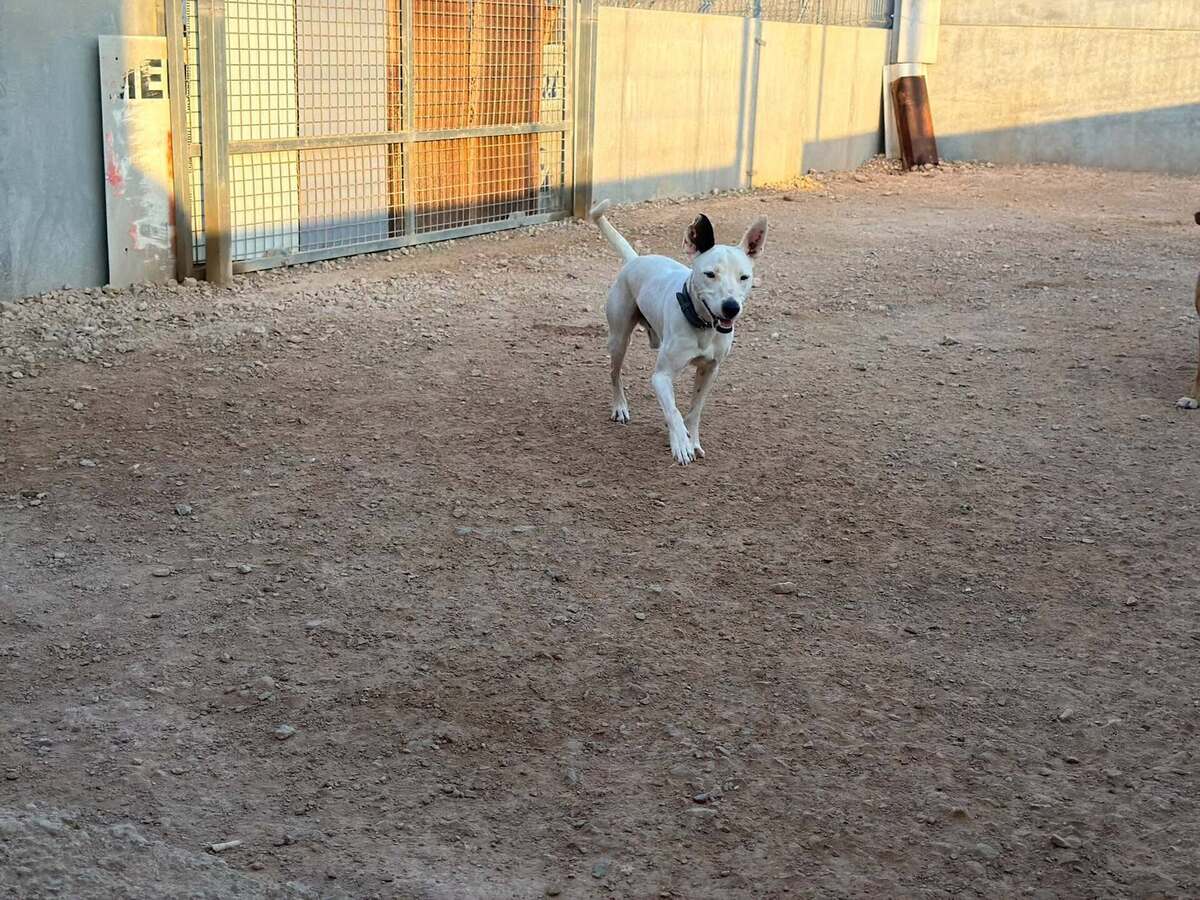 Adoption Tayson