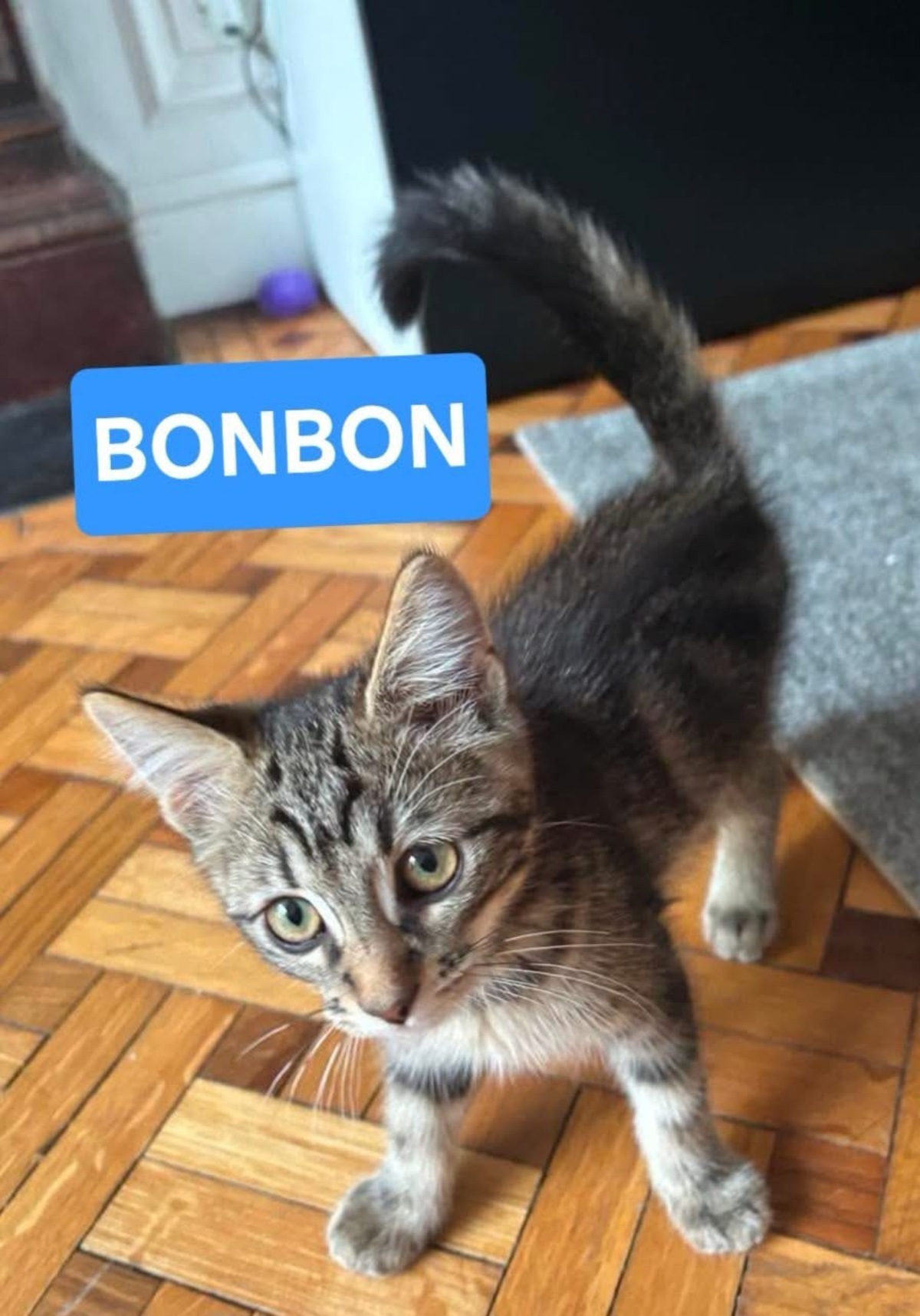 Adoption BONBON