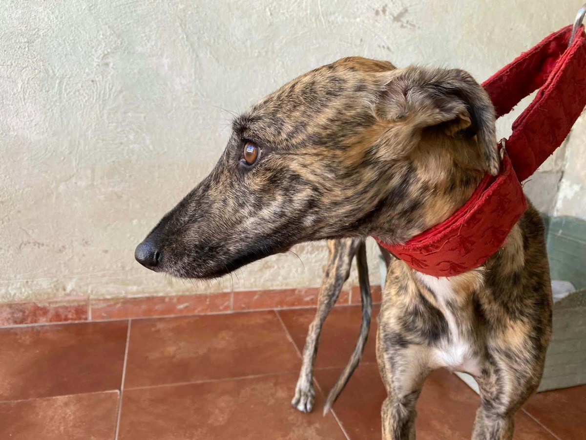 Adoption Mandarina