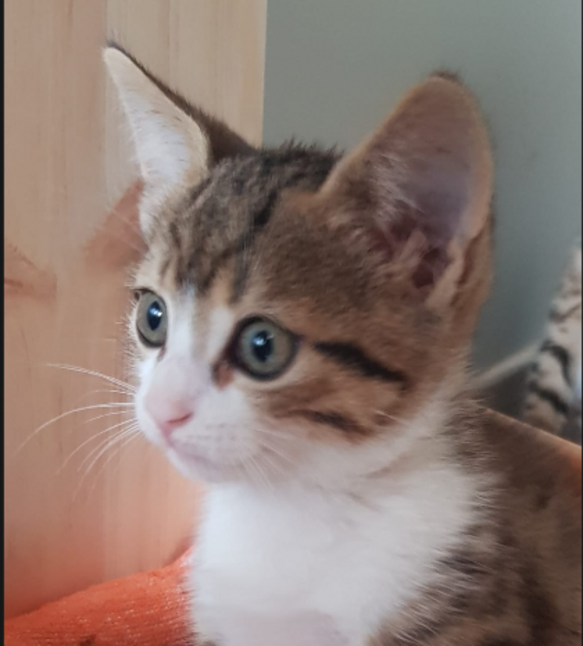 Adoption Barnabé