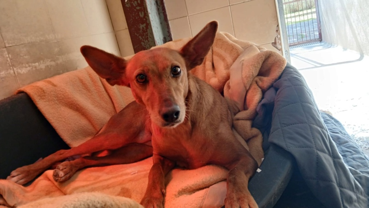 Adoption Vilma