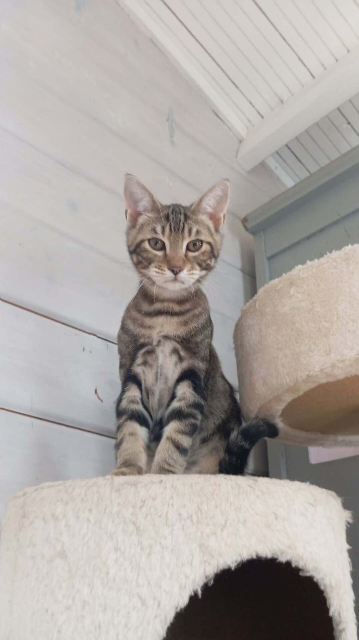 Adoption SMOOTHIE