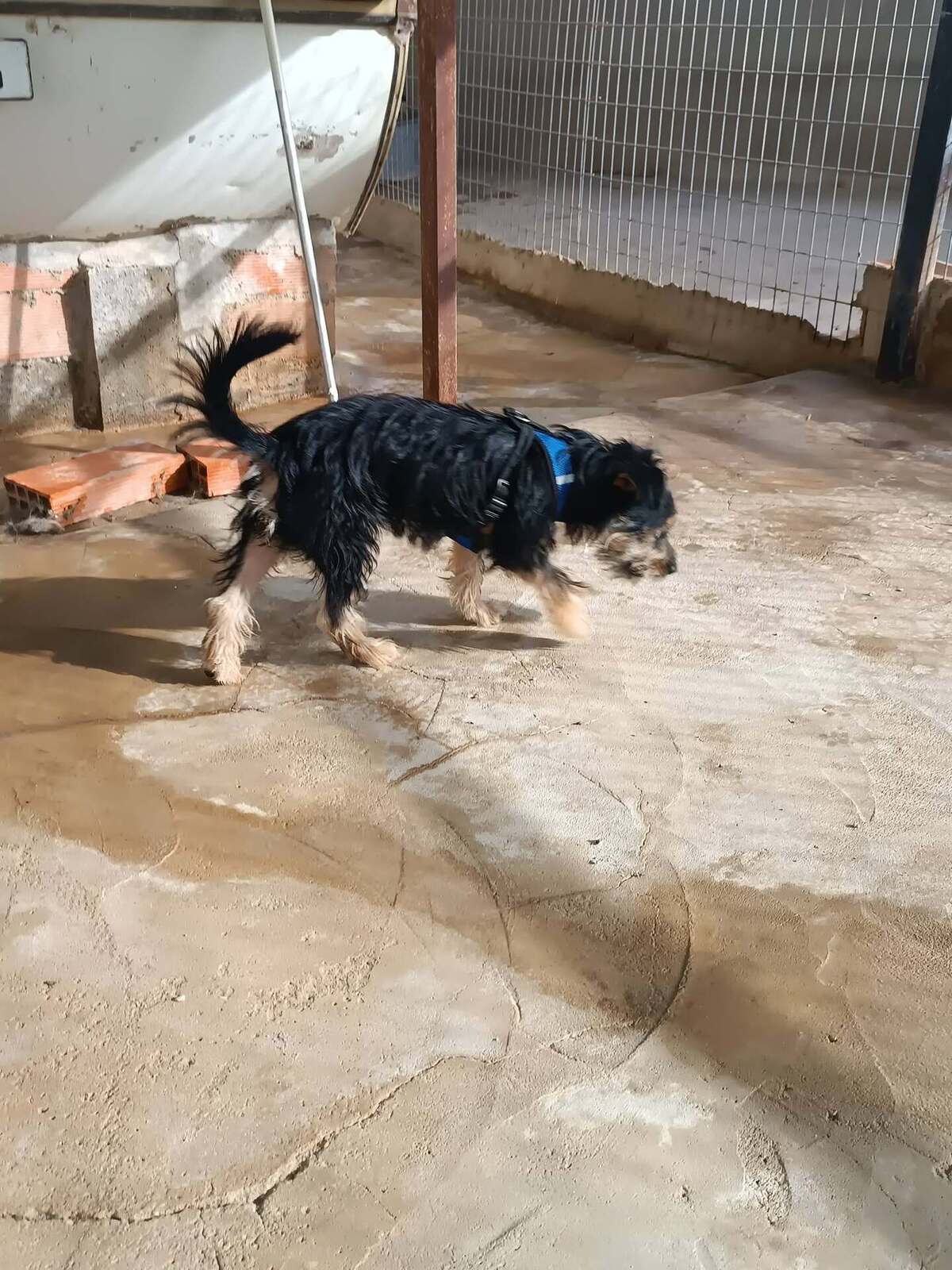 Adoption Blas