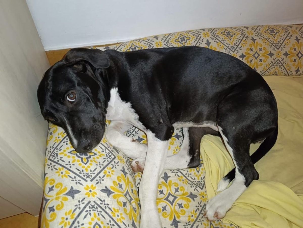 Adoption Bora