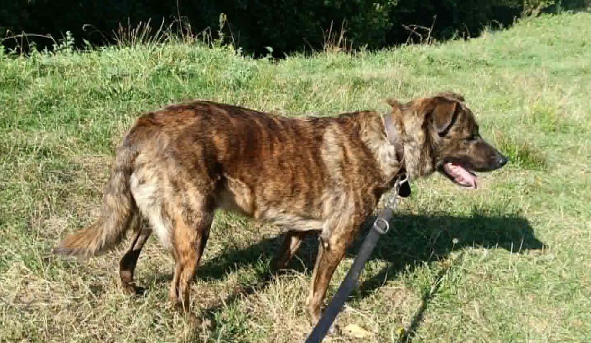 Adoption Tex