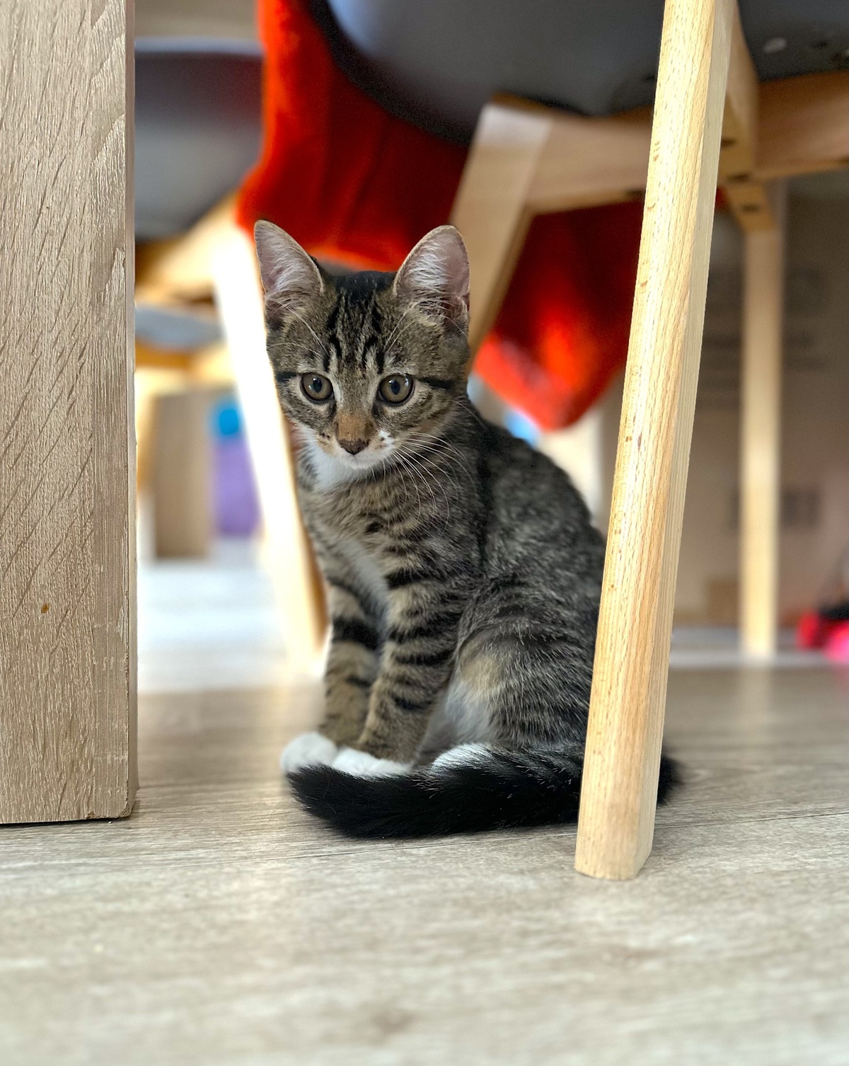 Adoption Buffy