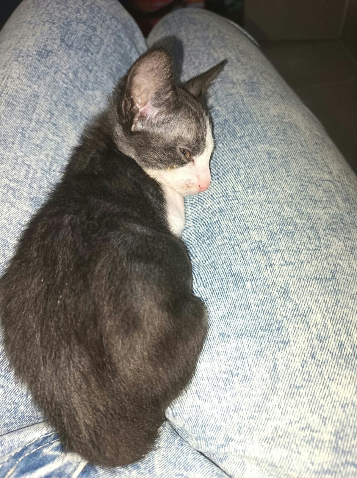Adoption Babouche