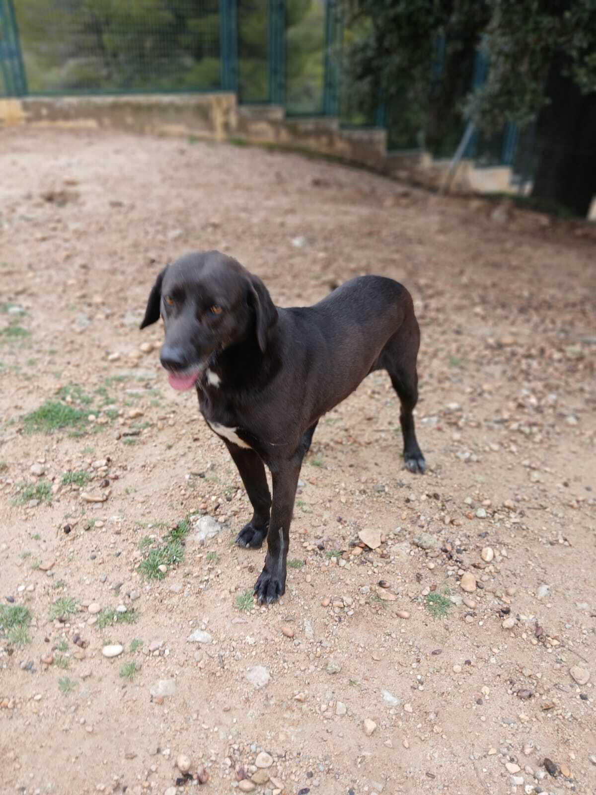 Adoption Kayu