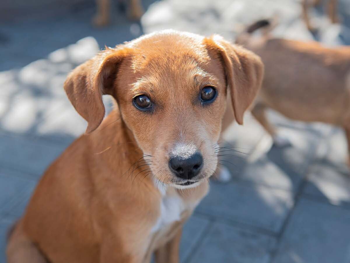 Adoption Jilina