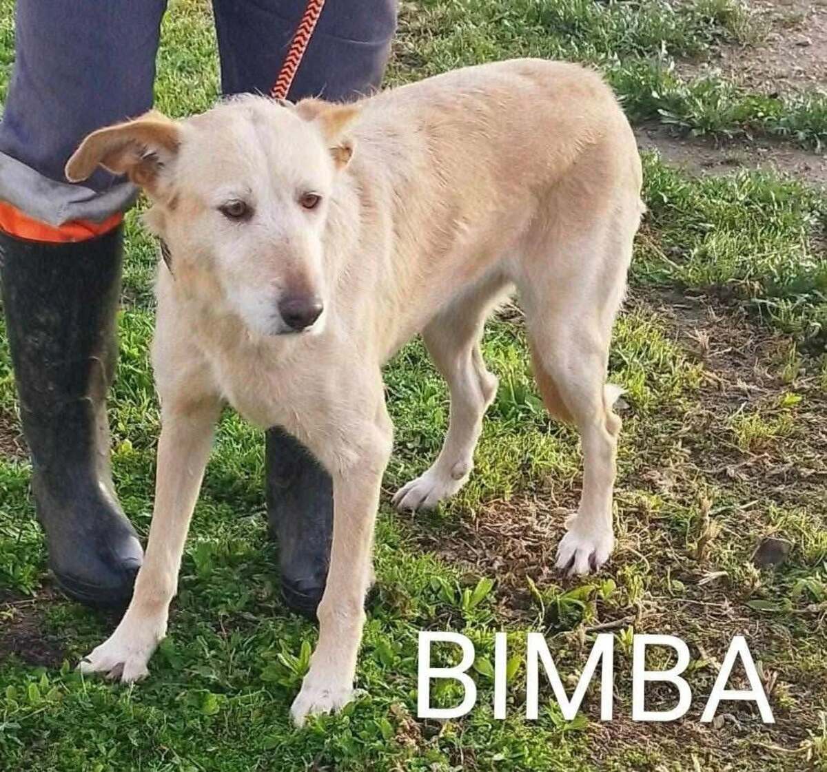 Adoption Bimba