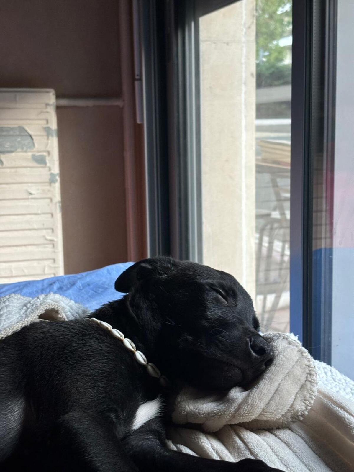 Adoption Brownie 