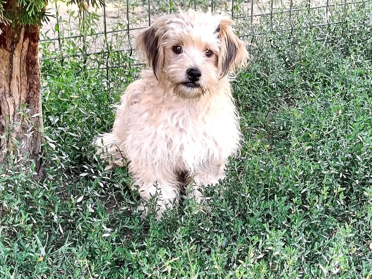 Adoption Locky