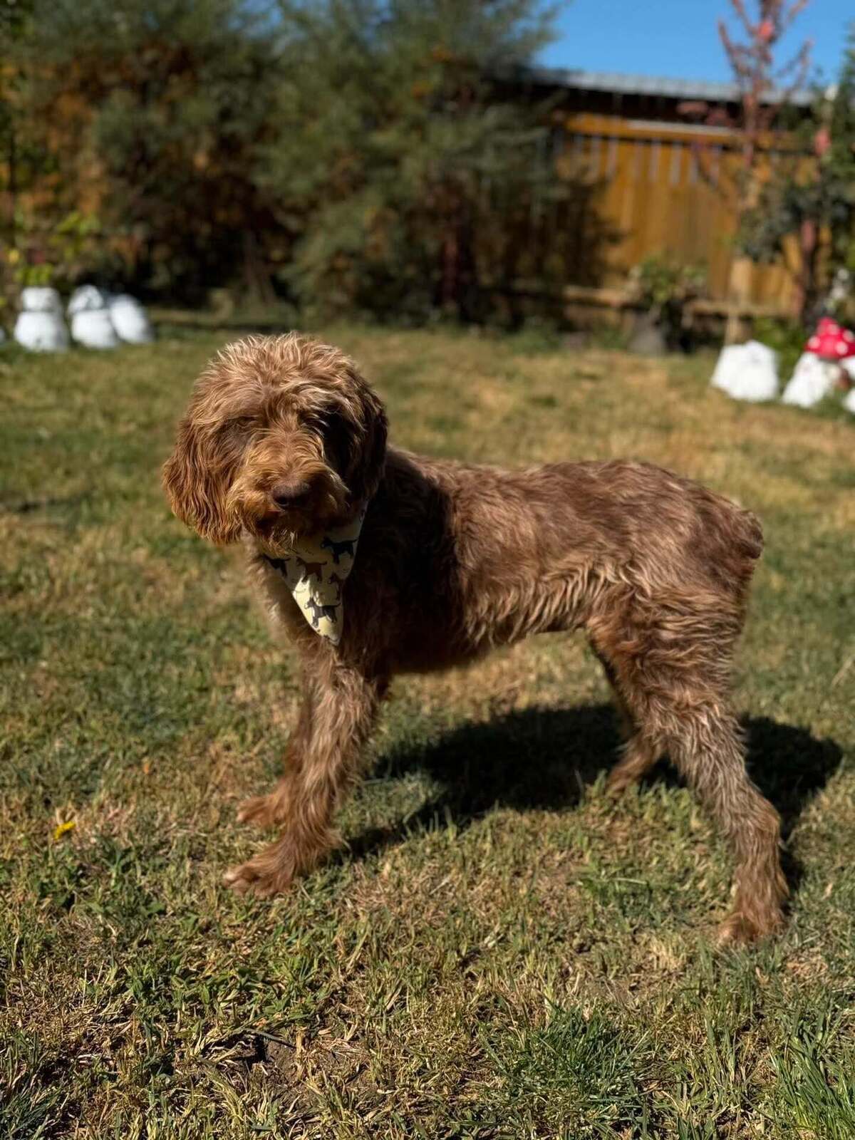 Adoption NUCAH
