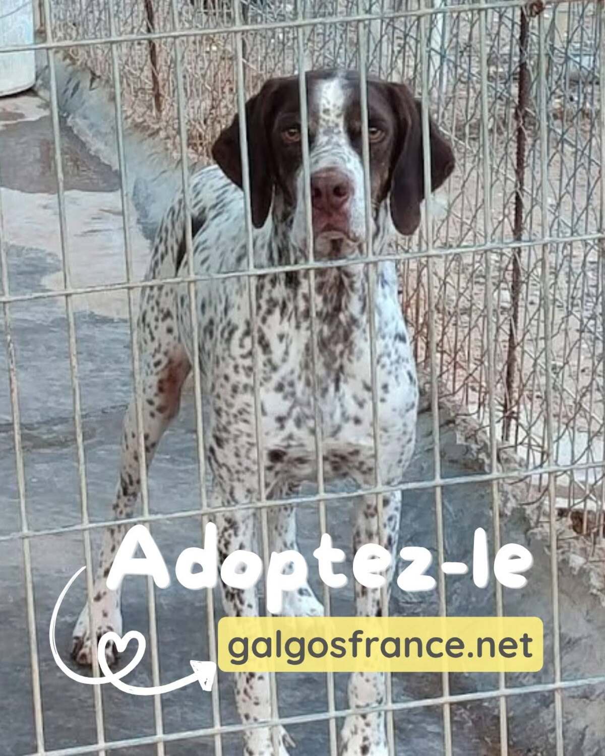 Adoption Azor