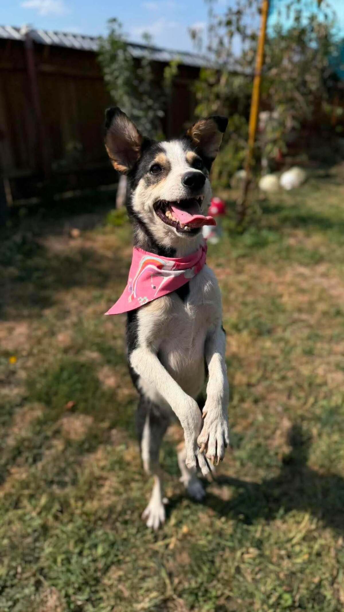 Adoption MANGUO