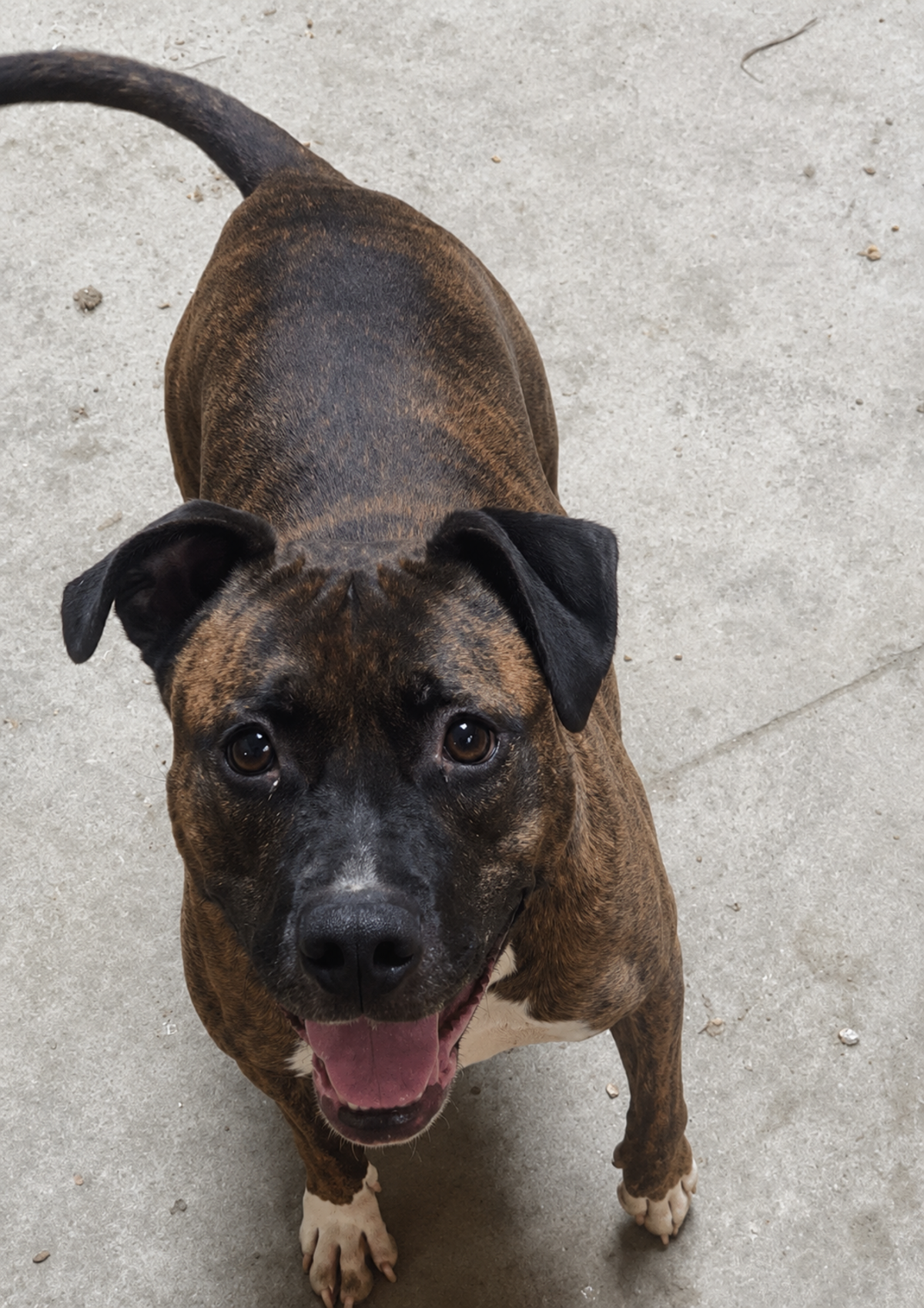 Adoption Nikita